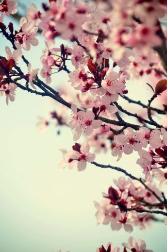 cerisiers-en-fleurs